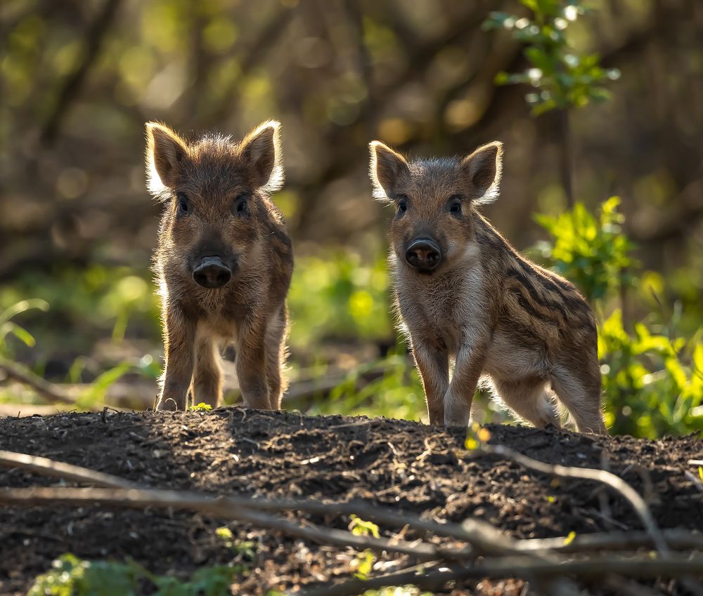 Живые одуванчики.