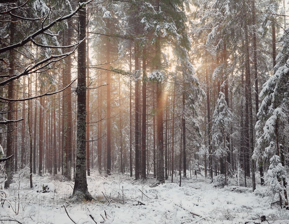 Зимний свет