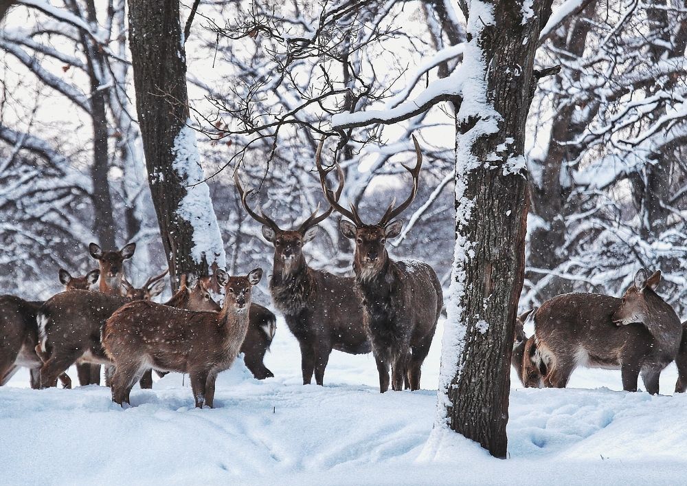 Наблюдение