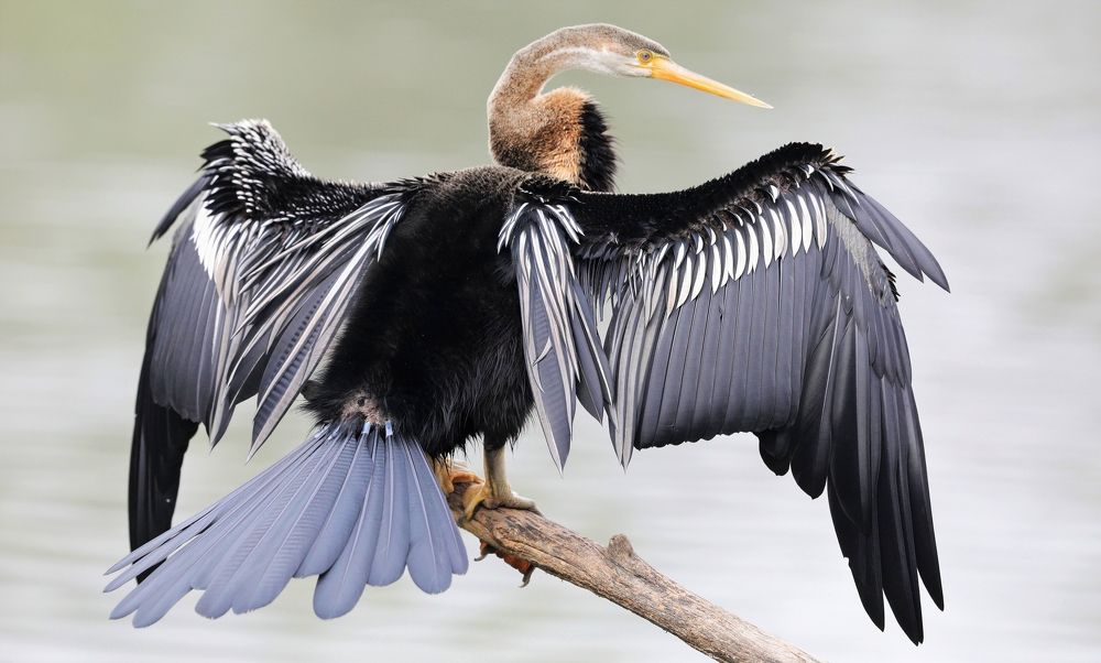 Photograph by VIVEK JOSHI