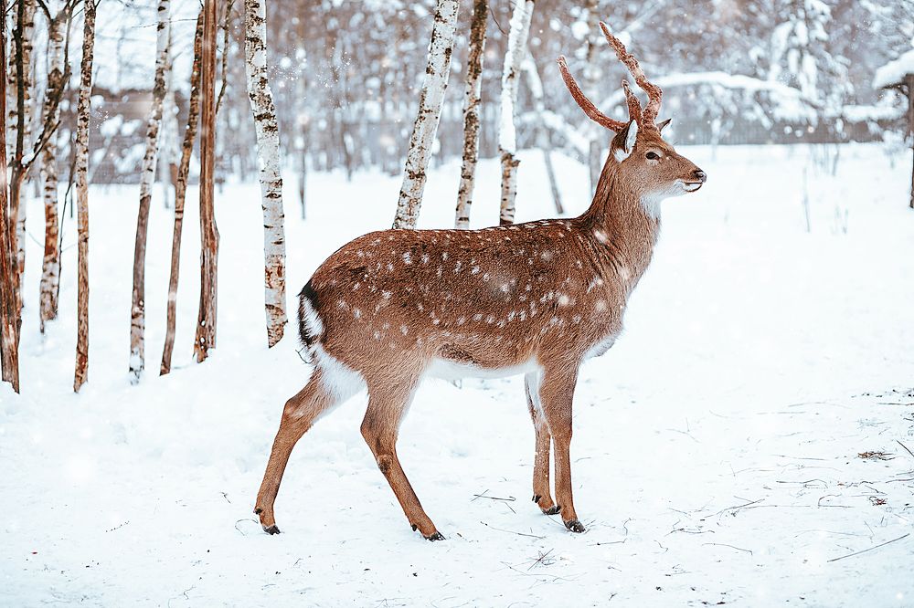 Пятнистый олень.