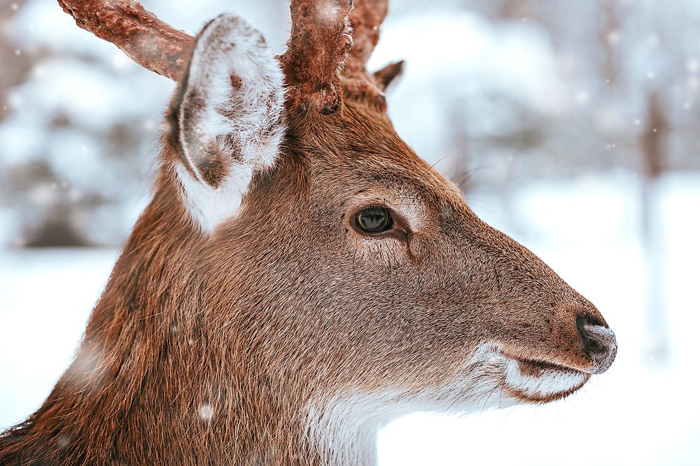 Пятнистый олень.
