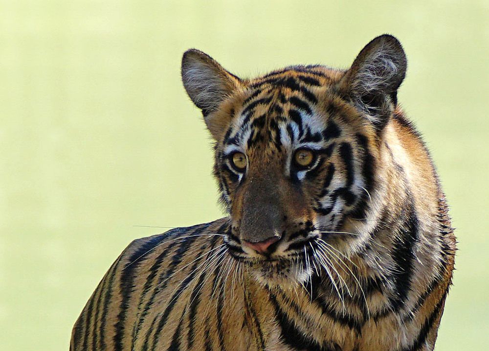 Photograph by Nirmalya Chakraborty