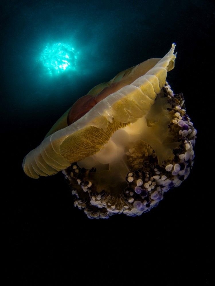 Jellyfish and Sun...