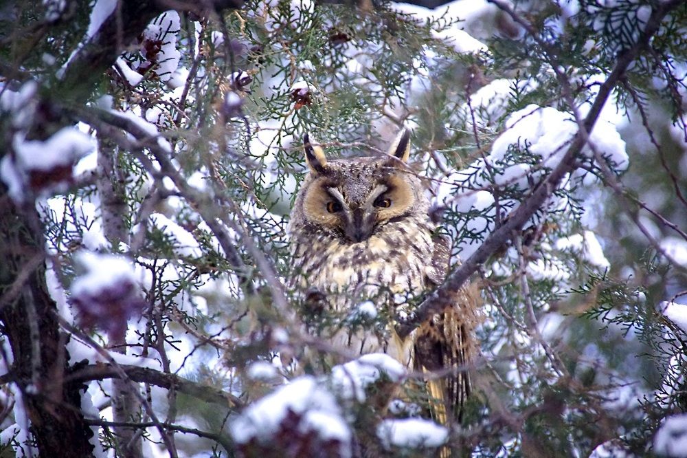 Ушастая сова...