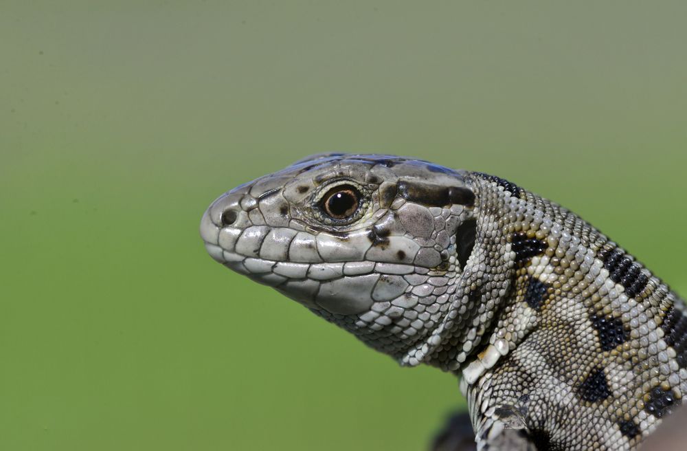 Photograph by Денис Гуляев