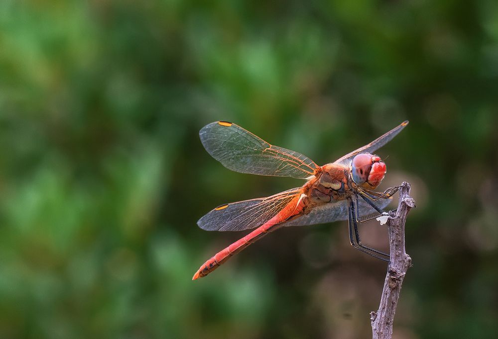 Libellula