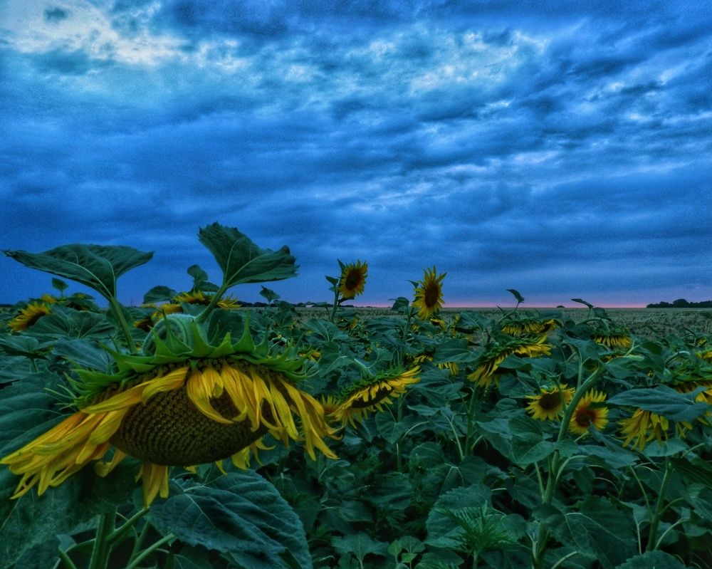 Подсолнухи готовятся спать
