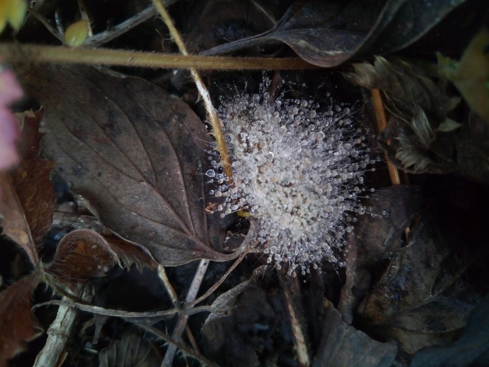 Photograph by Челышева Ирина