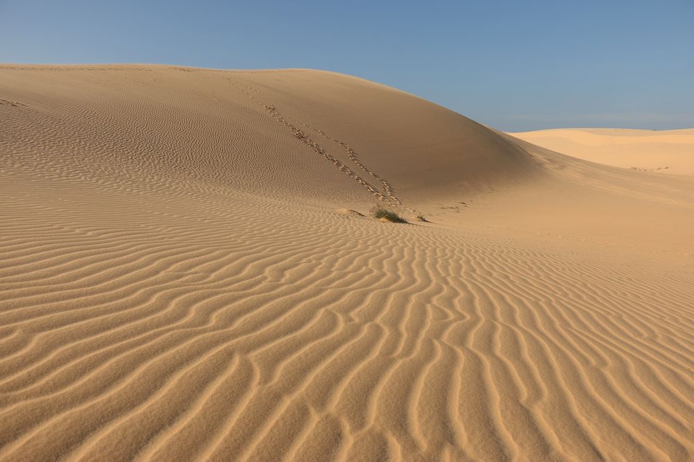 Золотые дюны