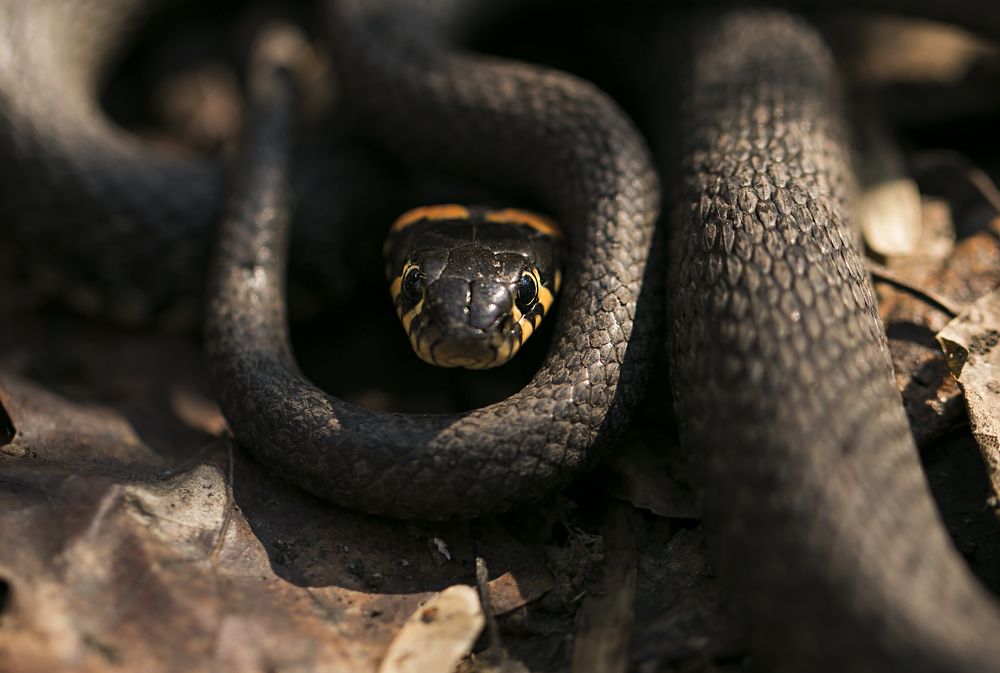 Photograph by Анна Татаренко