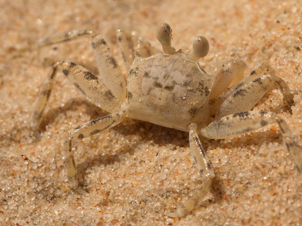 Краб-забияка