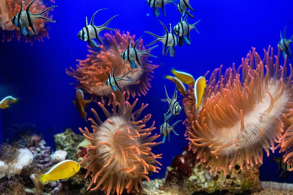 Photograph by Yuliia Pashentseva