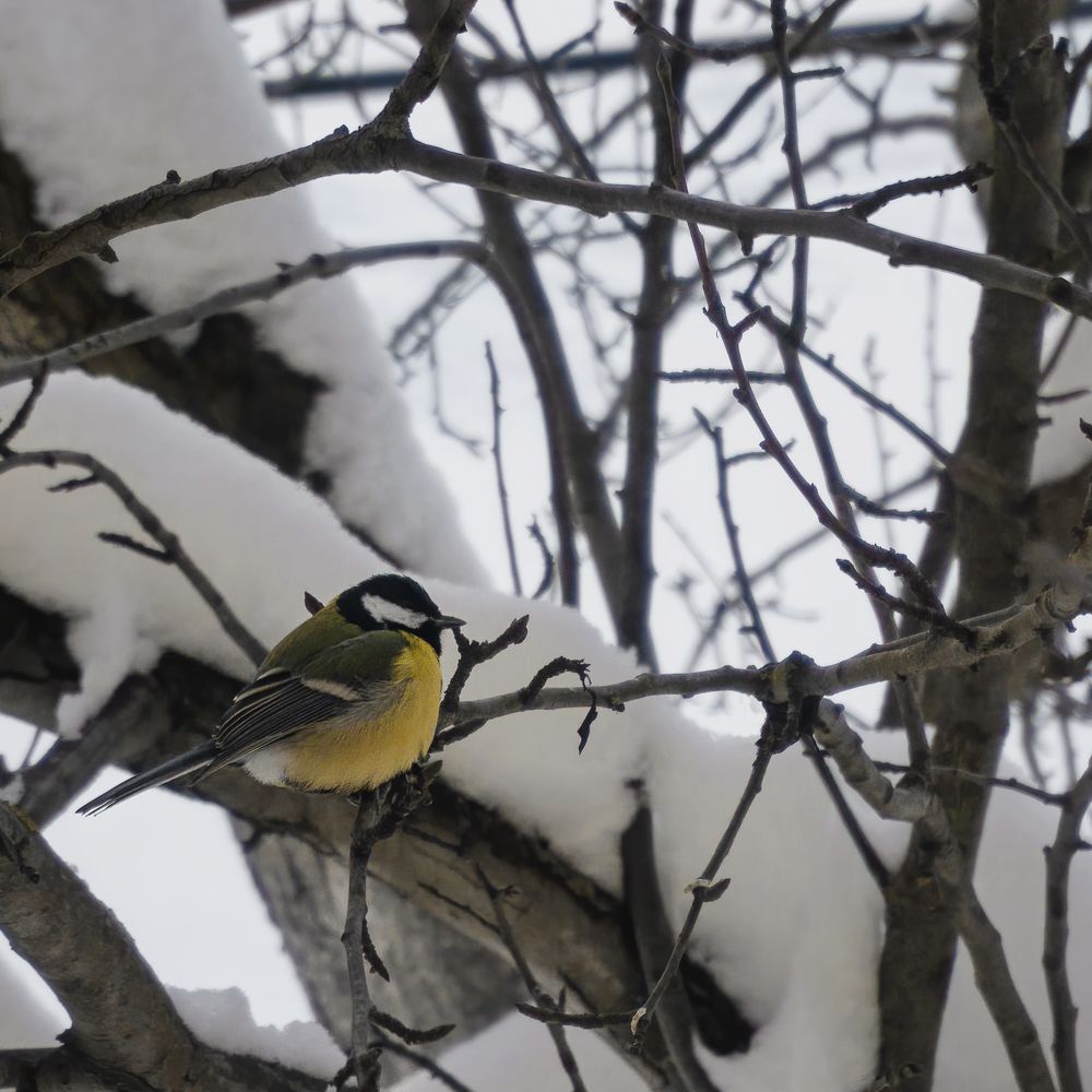 Фотография автора Сергей Суриков