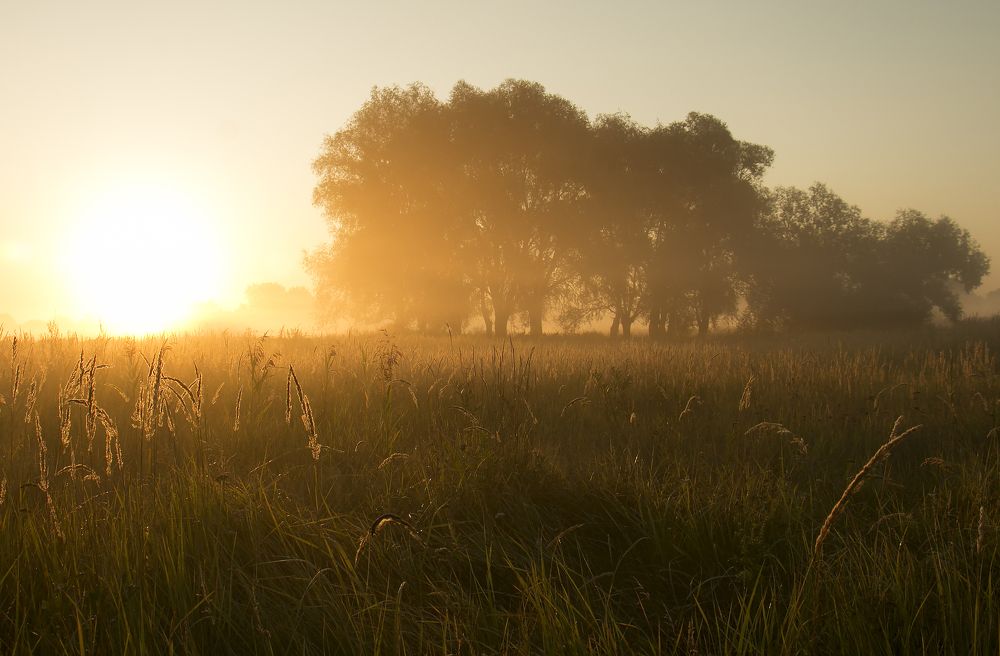 Золотое утро