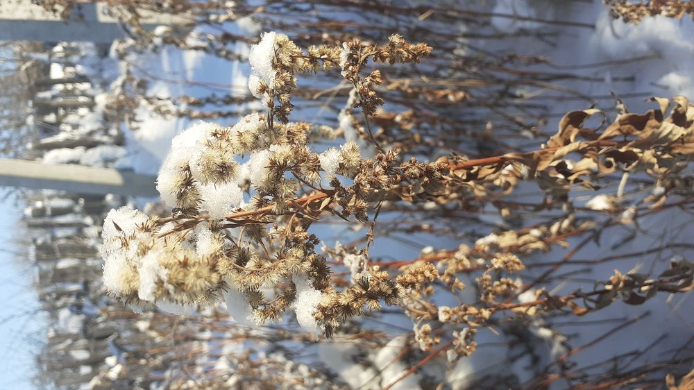 Photograph by Елена Лещева