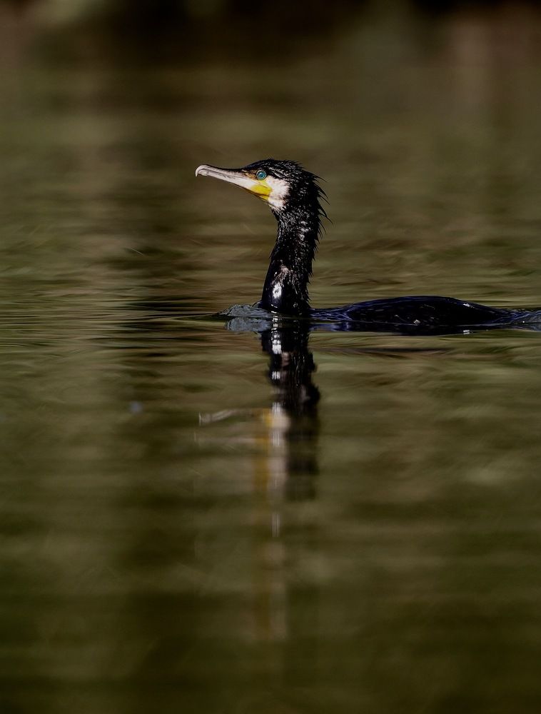 Photograph by Claudio GENNARI
