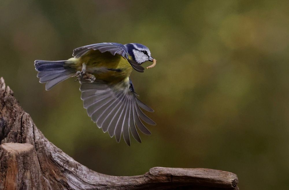Photograph by Claudio GENNARI