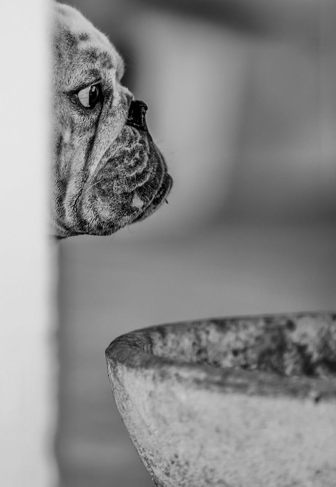 Photograph by Claudio GENNARI