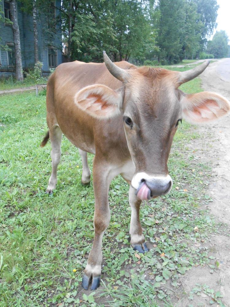 Photograph by Наталья Гашеева