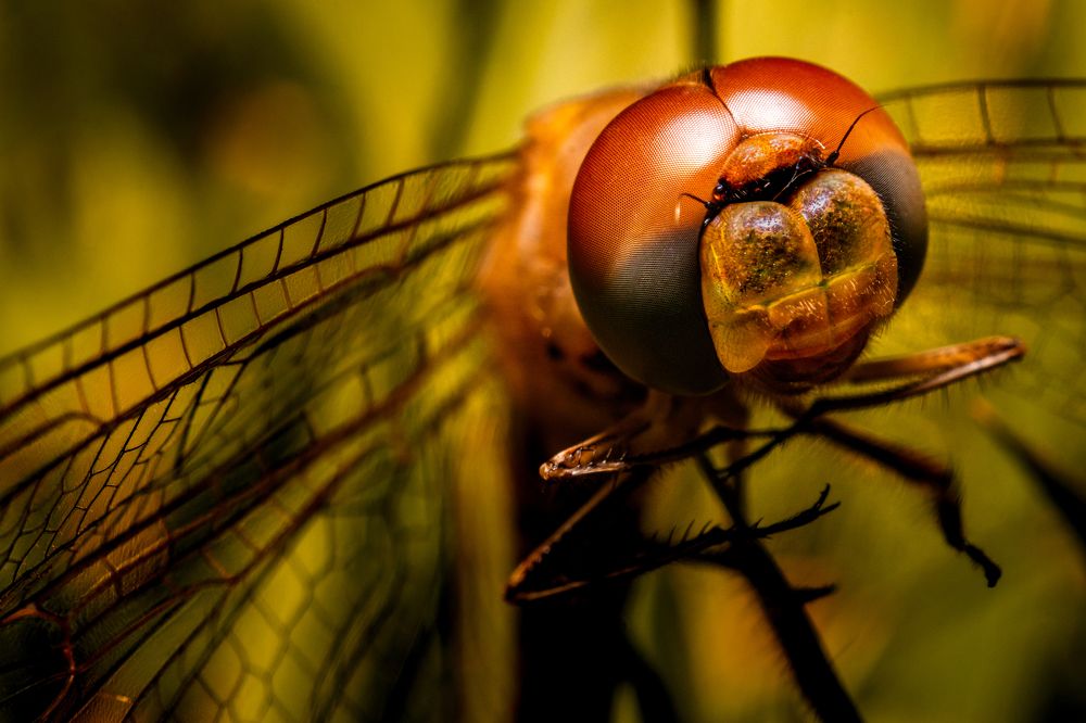 Фотография автора Gabriel de Araujo Almeida