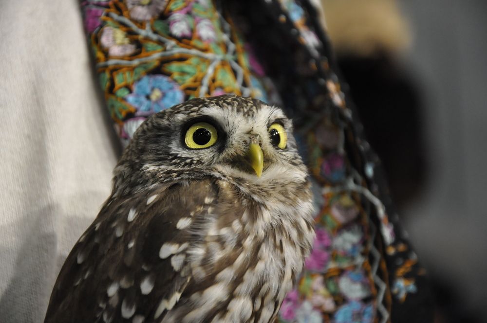 Yellow beautiful eyes