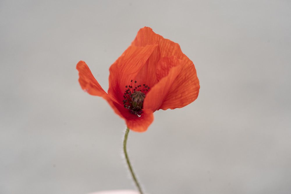 Photograph by Alexandra Matei