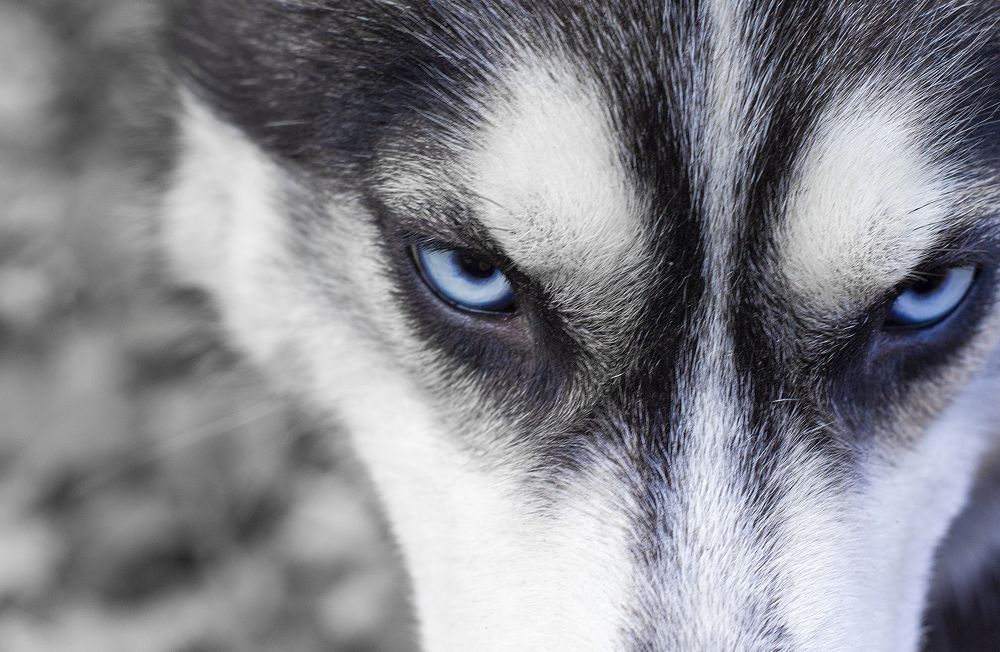 Photograph by Богдан Тарасов