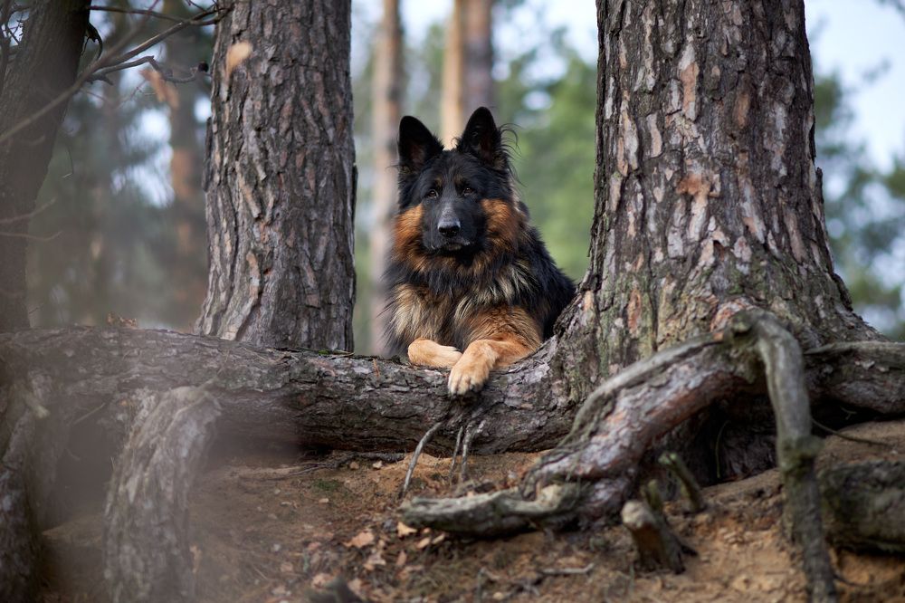 Photograph by Александр Кобелюк