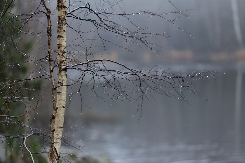 Осенний дождь.