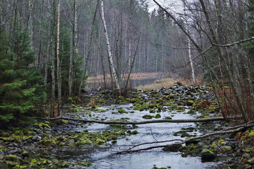 В ожидании зимы.