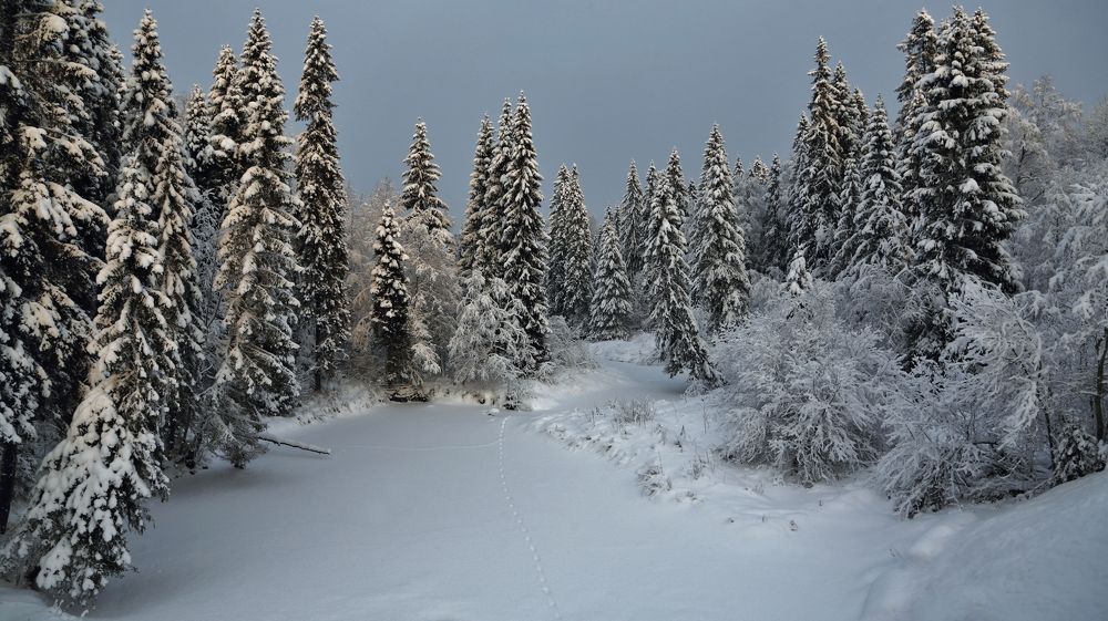 Вепсский лес.