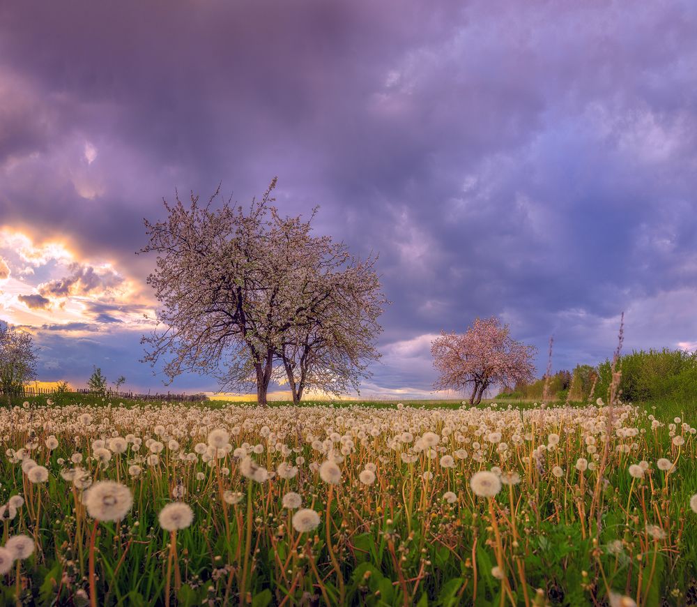 Одуванчиковый закат