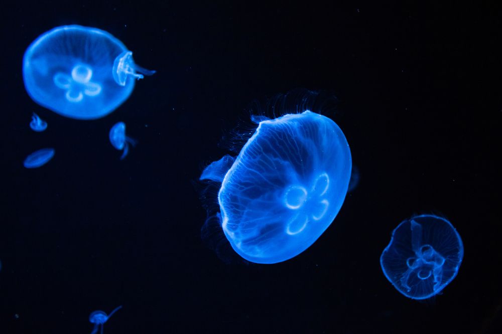 Medusas