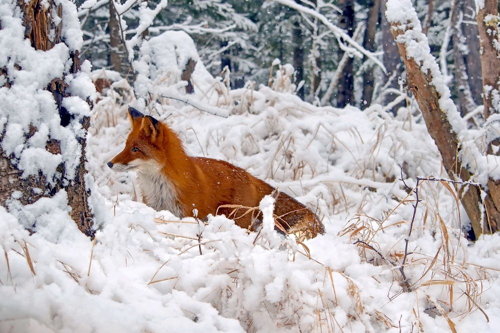 Рыжая лиса и снегопад.