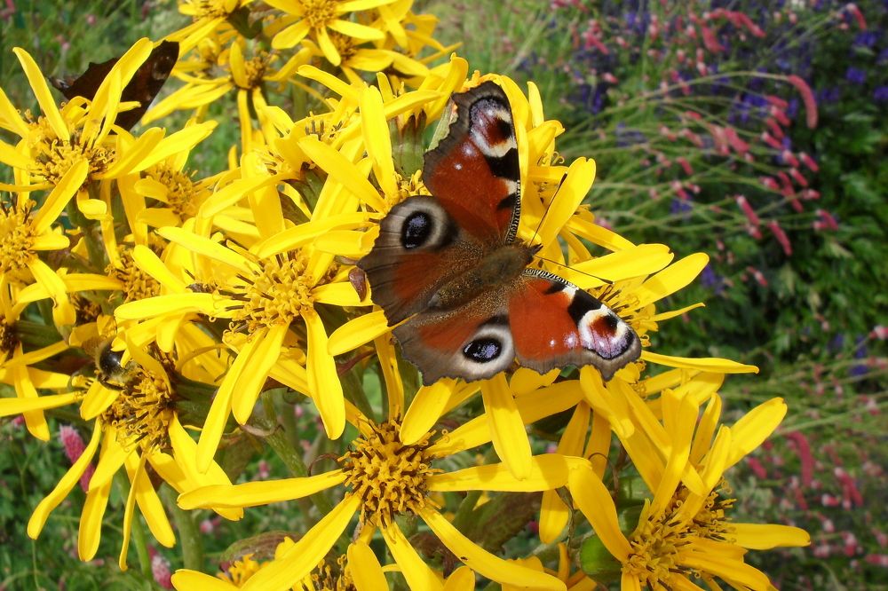 Photograph by Александр Антонов
