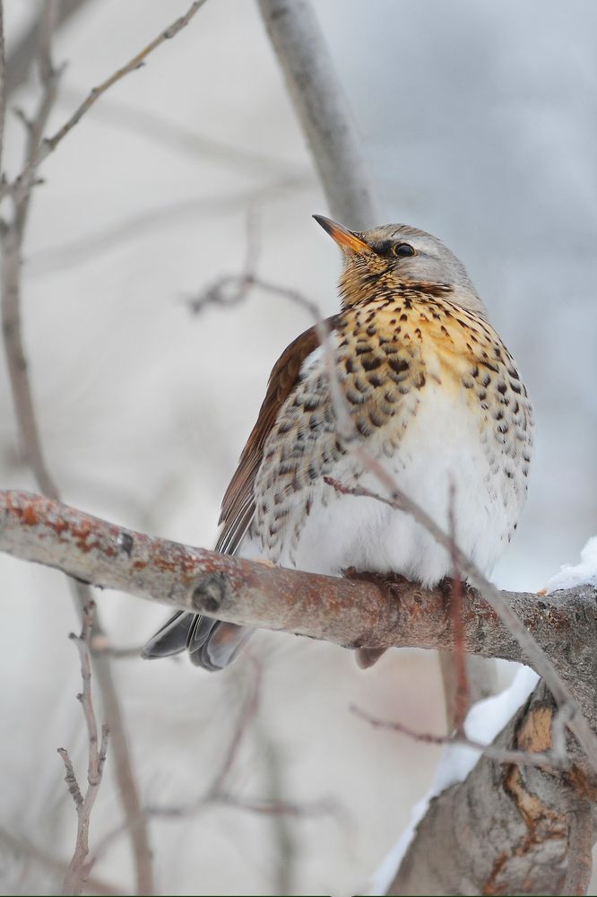 Дрозд-рябинник