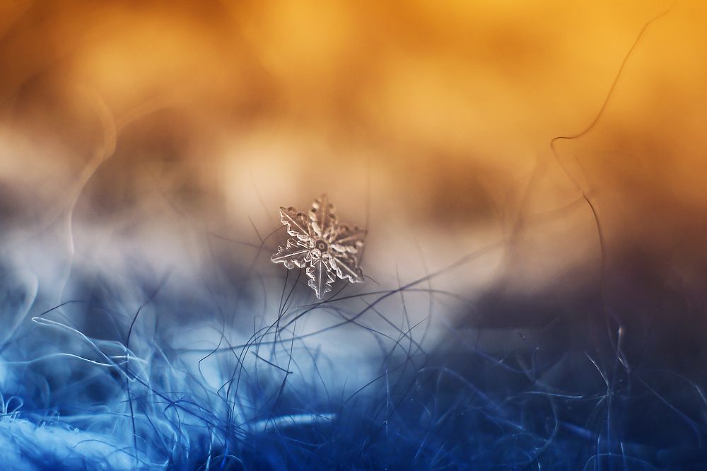 Снежный цветок