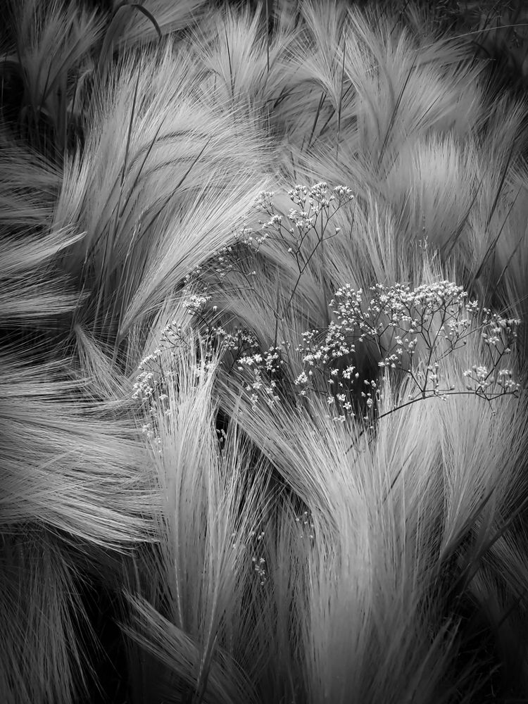 Ячмень и гипсофила мельчатая.