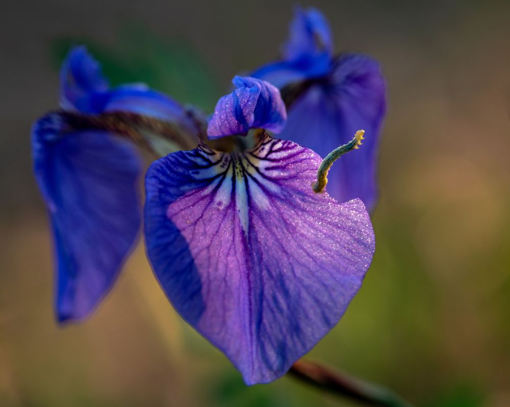 Фотография автора Гасич Татьяна