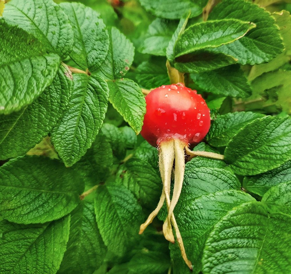 Photograph by Ольга Шаньгина