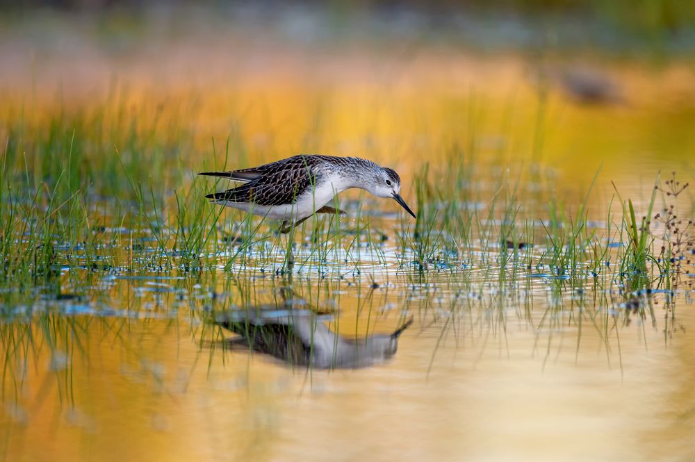 Фотография автора Гасич Татьяна