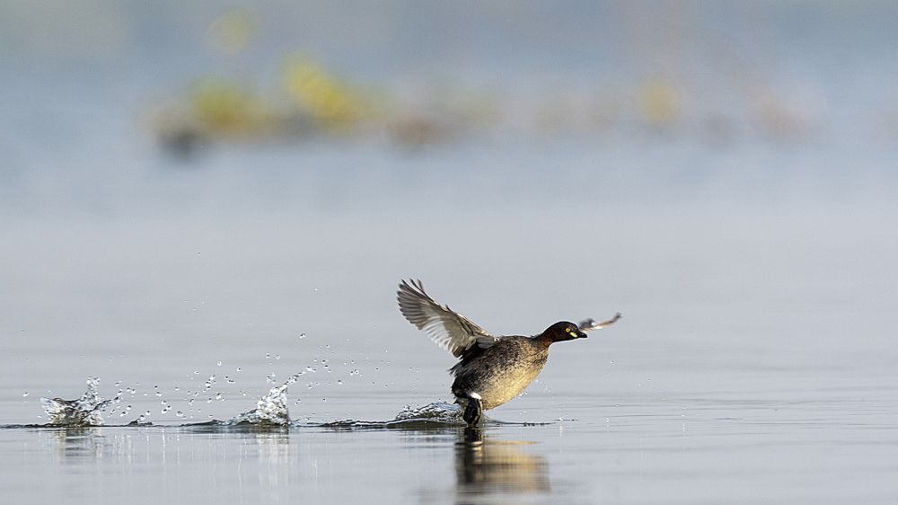 Фотография автора Gokul Addanki