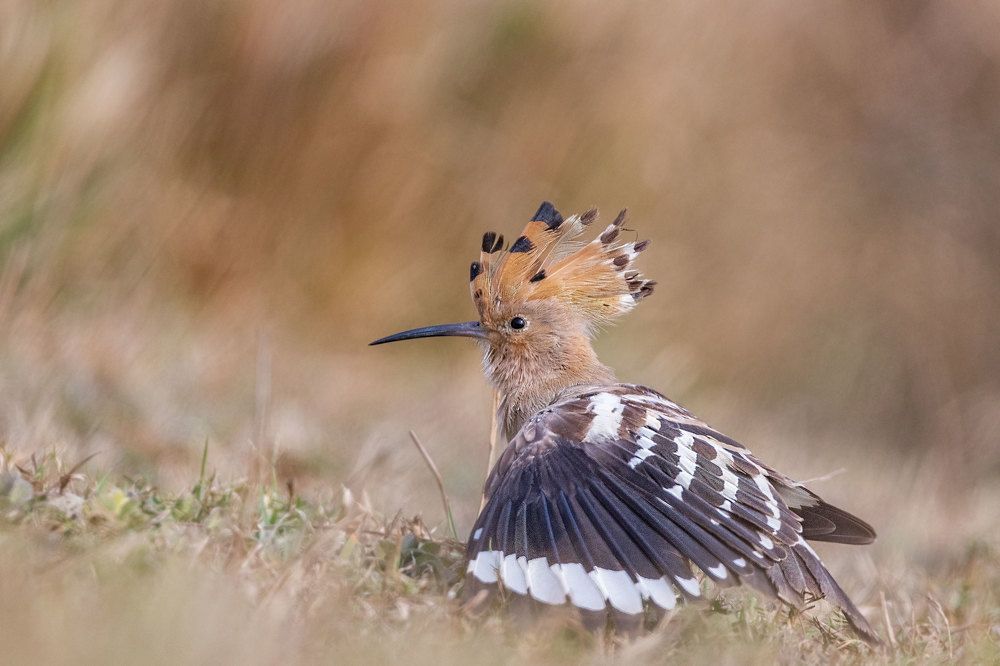 The beauty of the grasslands
