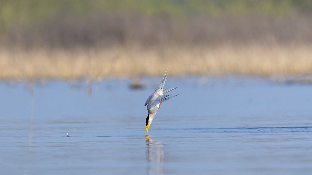 Фотография автора Gokul Addanki