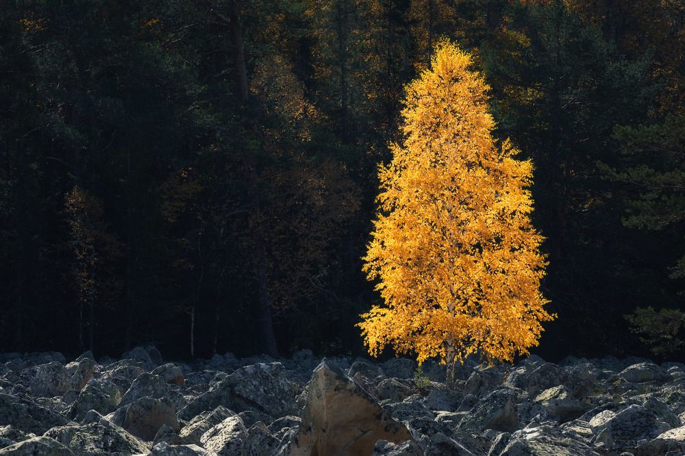 Photograph by Михаил Туркеев