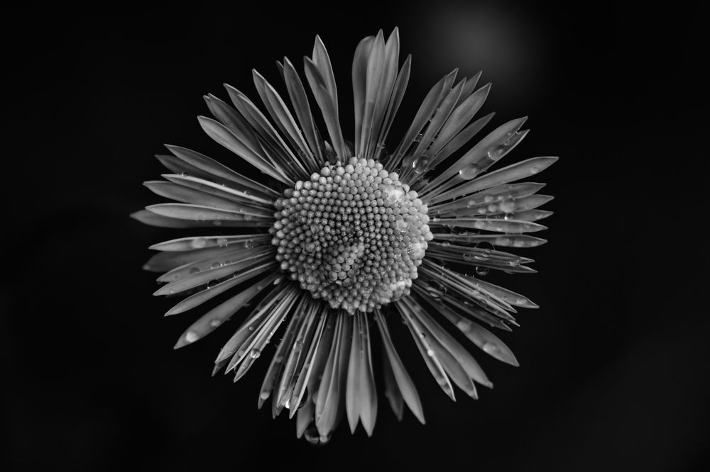 Ромашка (Matricaria)