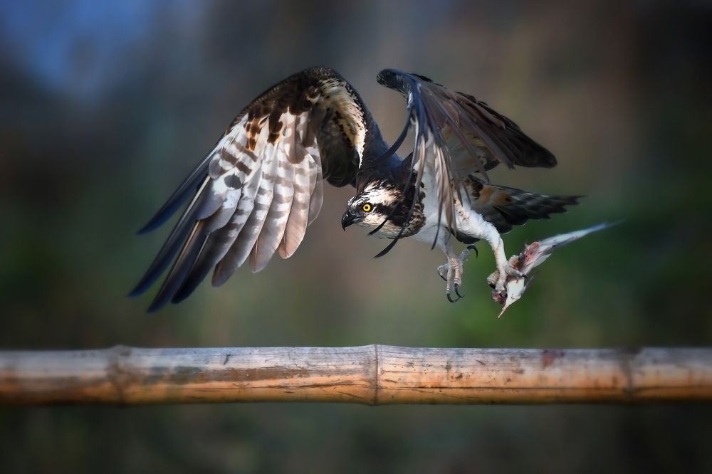 The predator with his pray