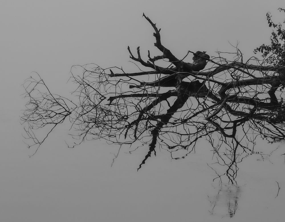 Photograph by Mosquera Gindele