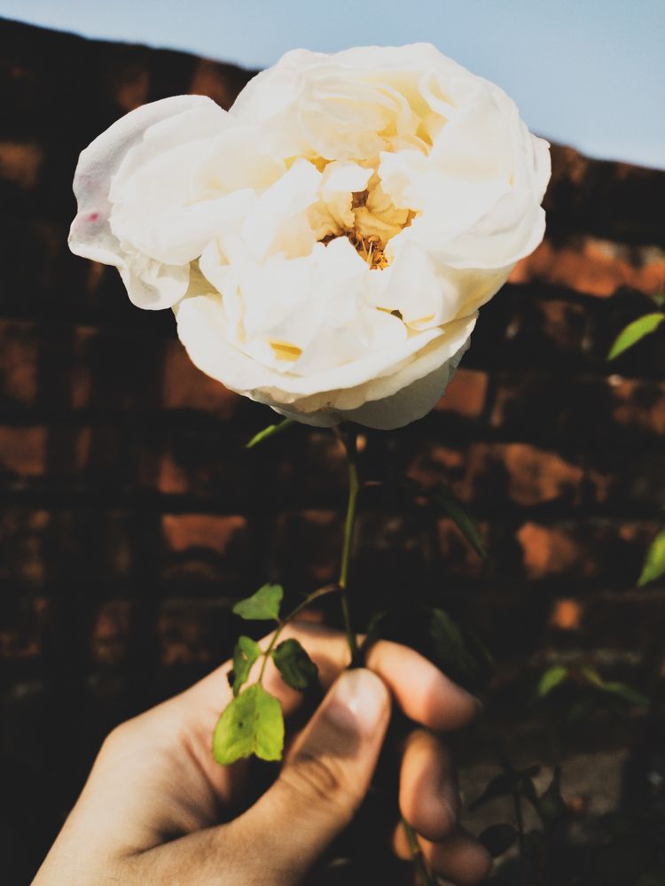 Photograph by Nirupoma Rodela